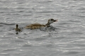 red-crested pochard, pochards-08